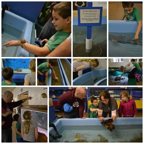 Biomes ri - Biomes Marine Biology Center: Rhode Island's Largest Touch Friendly Acquarium - See 68 traveler reviews, 15 candid photos, and great deals for North …